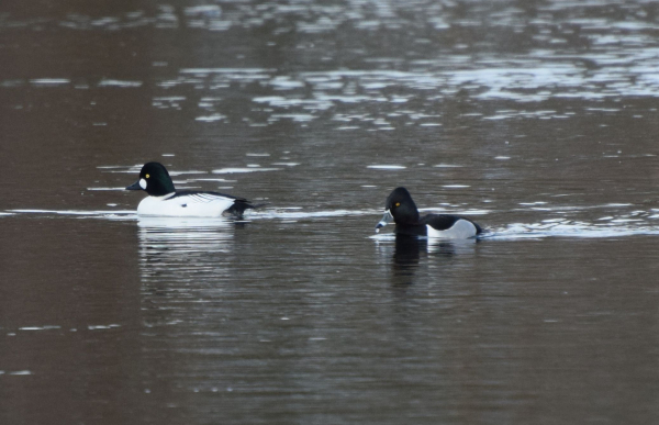 Duck +golden+eyed+and+ring+necked+wald+2+15+19+DSC_0995_crop