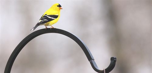 Goldfinch