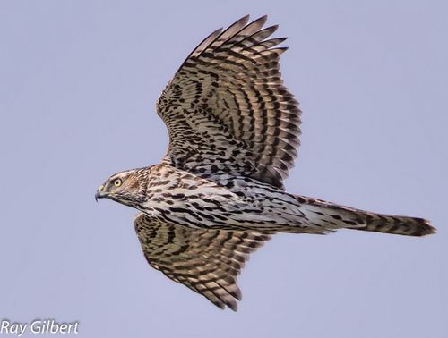 Gilbert goshawk