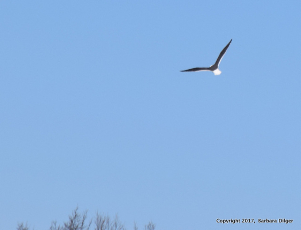GULL, GREATER BLACK BACK CF 21917  DSC_0834_crop