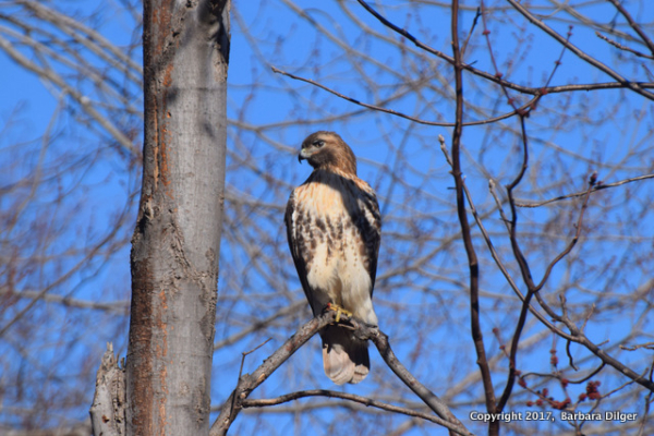 HAWK, RT CF 21917DSC_1009