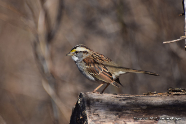SPARROW, WT CF 21917 DSC_0825