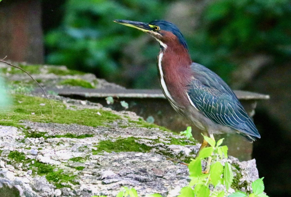 Green Heron 9 1 2019 CF 672