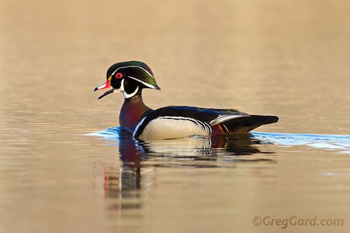 Wood-duck-Aix-sponsa-celery-farm-nj-Greg-Gard-20110402-_MG_0212