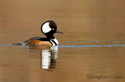 Hooded-merganser-Lophodytes-cucullatus-greg-gard-20120219-_MG_3272