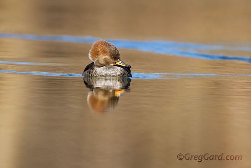 Hooded-merganser-hooded merganser, Lophodytes-cucullatus-greg-gard-20120219-_MG_3250