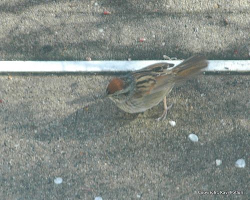 DSC_0037-001