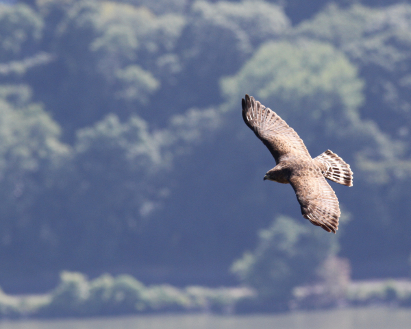 JW Broadwinged hawk at stateline lookout