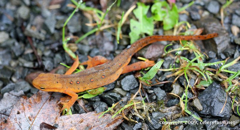 Red spotted newt