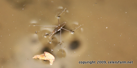 Waterstrider