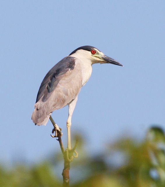 Black-crowned night heron June 28