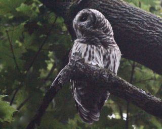 Barred Owl Jim Wright (2)