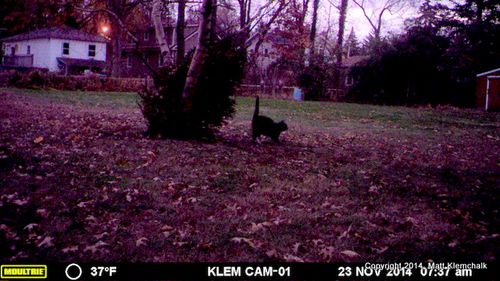 Silver 1 sees fox 11-23-14