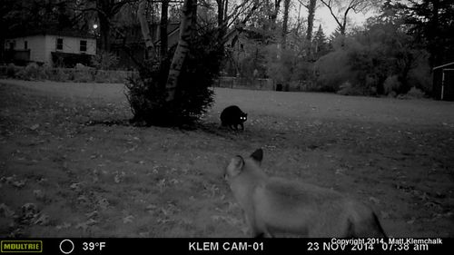 Silver 2 confronts fox (B) 11-23-14