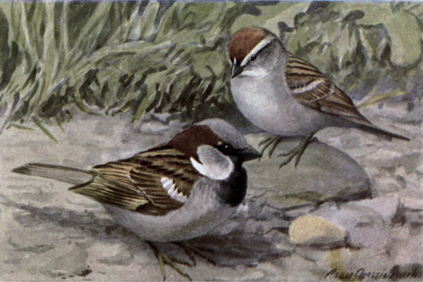 Bully the English Sparrow