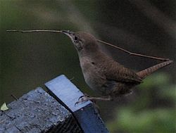 Wren 2