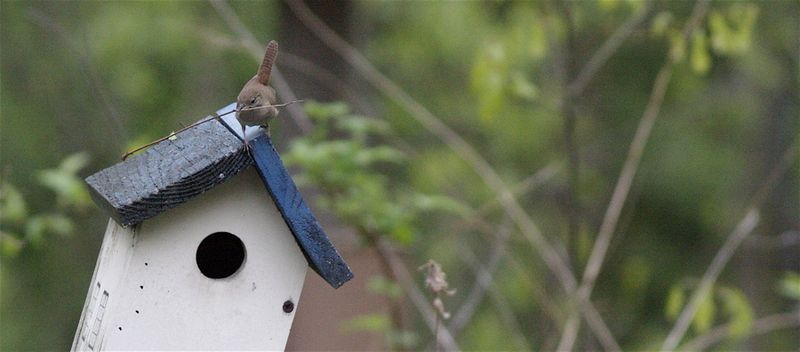 House wren