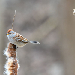 SMS_5041 American Tree Sparrow