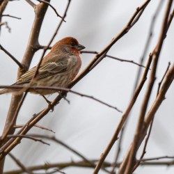SMS_5002 House Finch
