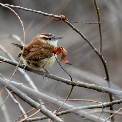 SMS_4972 Carolina Wren