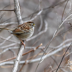 SMS_4996 White-throated Sparrow