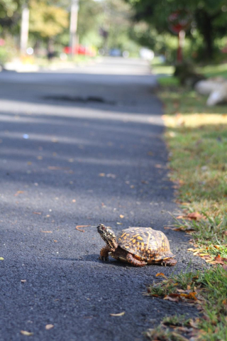 Jim Wright eastern box turtle large IIMG_0299 (1)