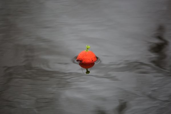 7W0A2318 (800x533) (2)