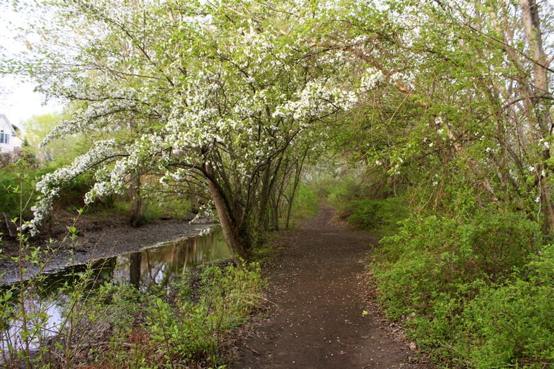 Spring apple blossoms