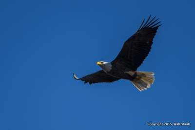 BdEagle