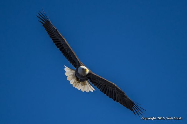 BdEagle2(1)