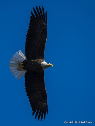 BdEagle3