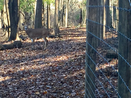 Deer Exclosure 