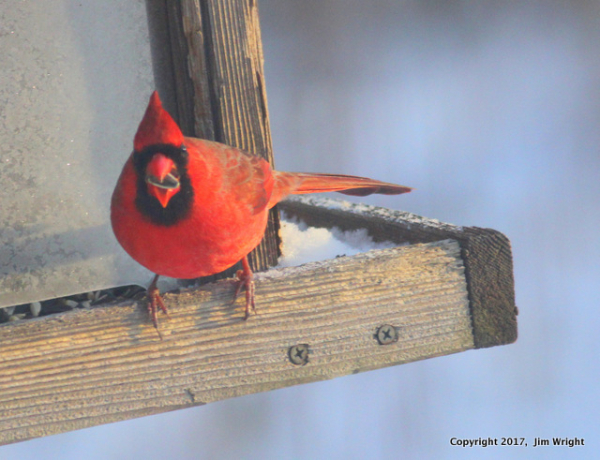 JimWright Bird Watcher cardinal-001