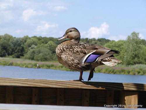 WardensWatchMallard