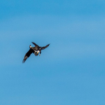 Kcjackgdjjnjjfee (1)