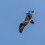 Plbheglinmnbeafp (1)