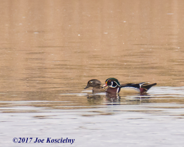 12-Celery Farm-4-24-17-Wood Ducks-12(1)