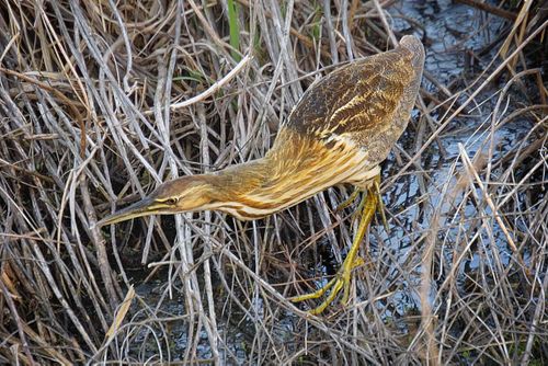 Stalking-Bittern