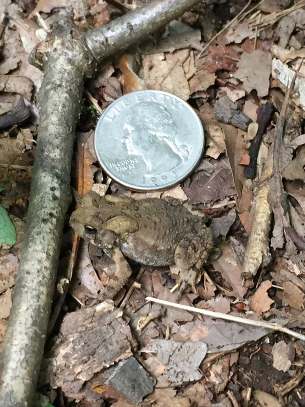 TNC KAY 080418  quarter-size toad IMG_8870 (1)