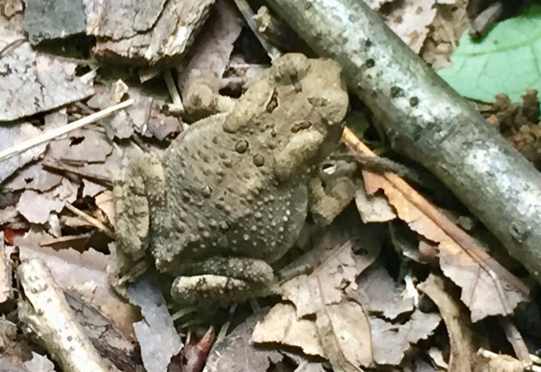 TNC KAY 080418  Full-size toad IMG_8865 (1)