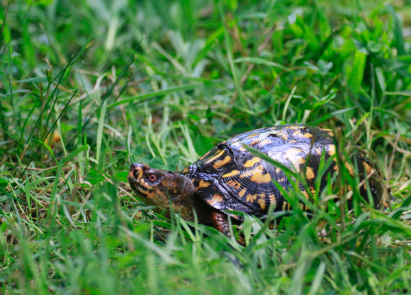 TNC KAY 080418 Eastern Box Turtle_MG_9516