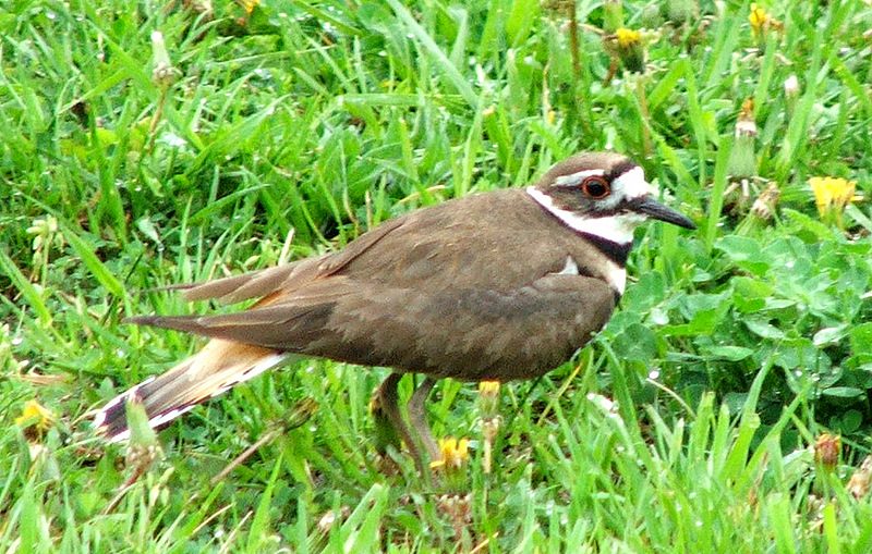 Lenape_killdeer2