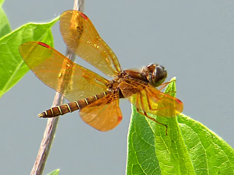 EasternAmberwings-CelFarmNJ-06-13-d(2)