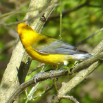 ProthonotaryWarbler-CF-05-02-18-b