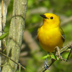 ProthonotaryWarbler-CF-05-02-18-d