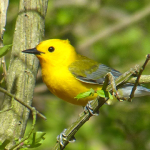 ProthonotaryWarbler-CF-05-02-18-a