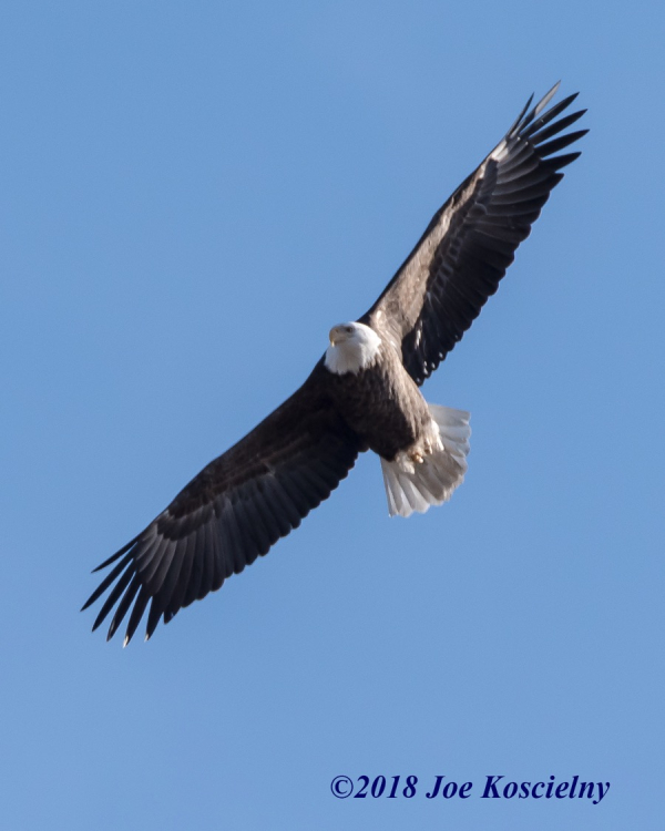 Eagle Festival NBL-BAEA-5