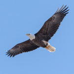 Eagle Festival NBL-BAEA-8 (2)