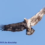 Eagle Festival NBL-BAEA-3