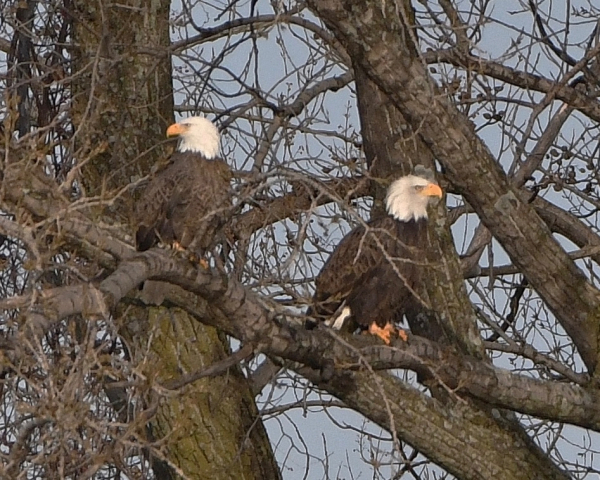 DeSantis Bald Eagles Ridgefield Park XMAS MORN 2019 (16)